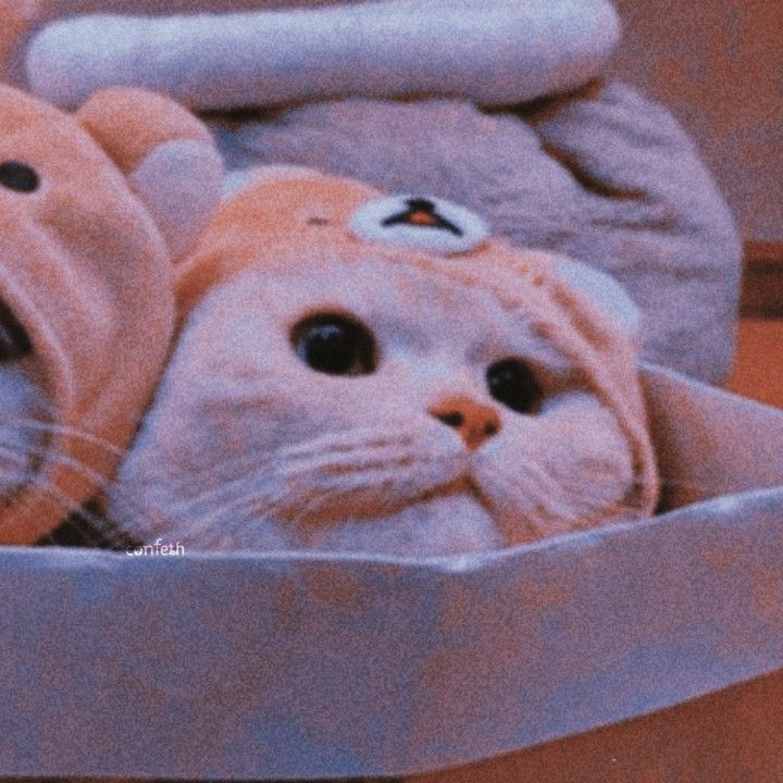 The Best 18 Matching Icons Aesthetic Cat Pfp - greatsillytoon