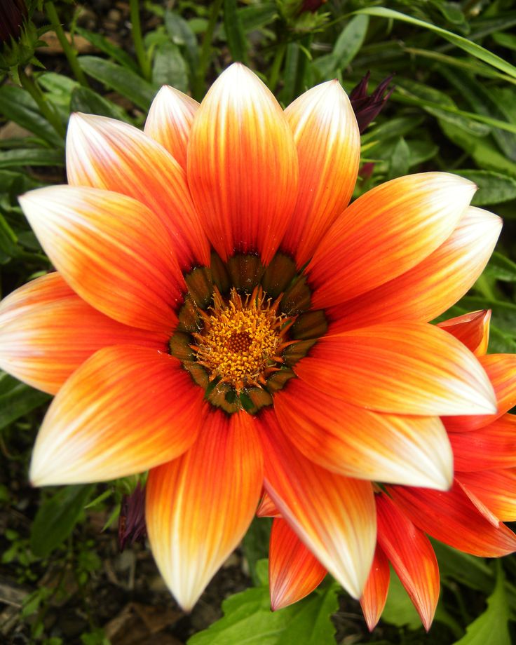 an orange and white flower with green leaves