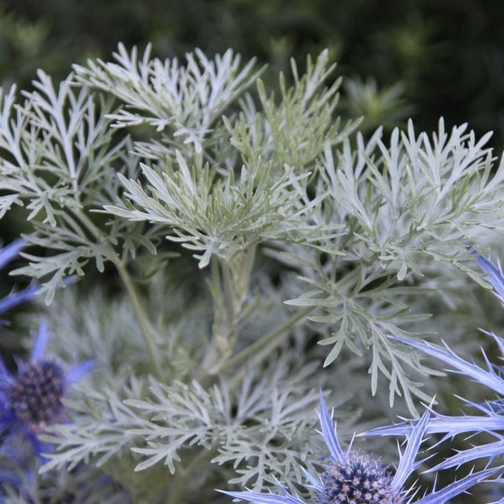 some very pretty blue and white flowers in the grass