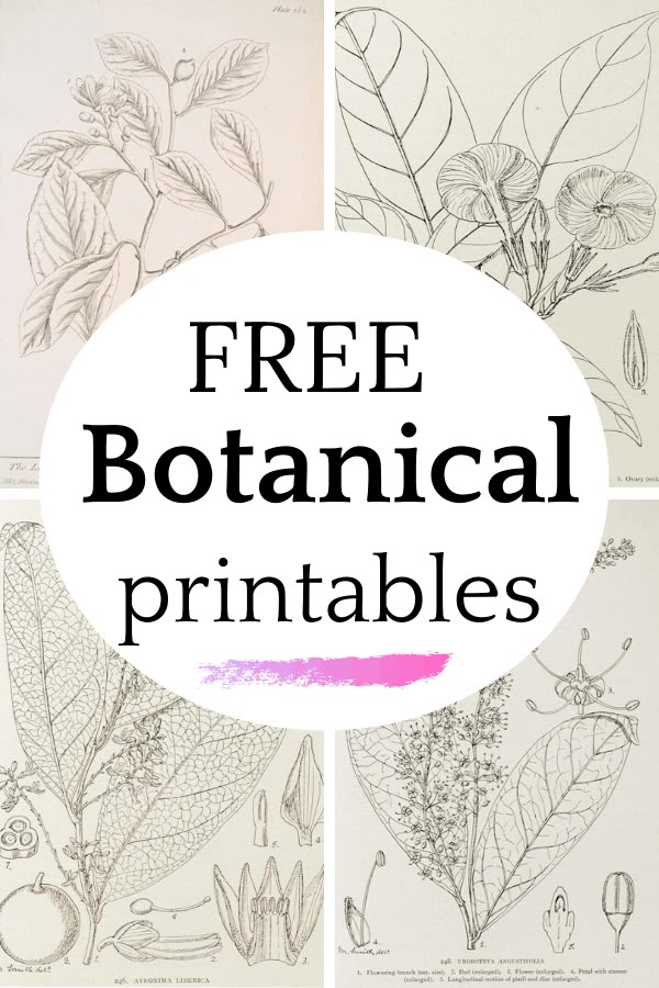 free botanical printables for kids and adults to color with the text, free botanical printables