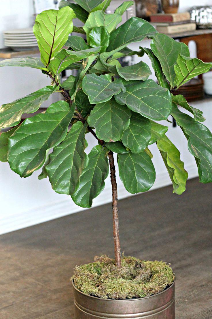 a potted plant sitting on top of a wooden table