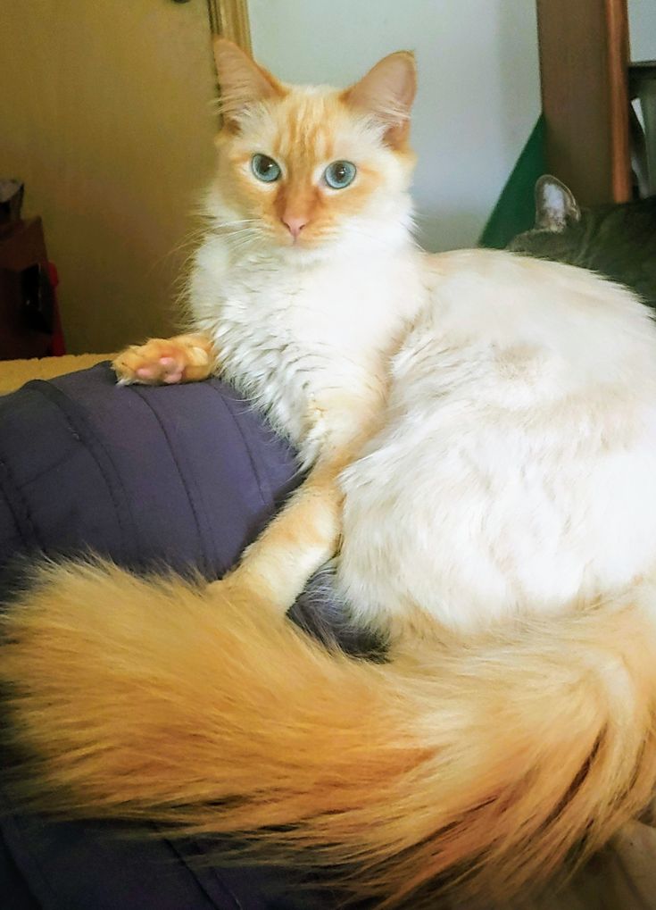 a white and orange cat sitting on top of a blue pillow with long hair in the foreground