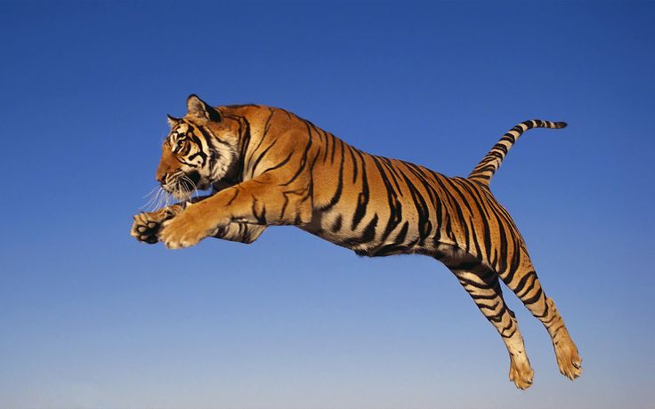 a large tiger jumping in the air