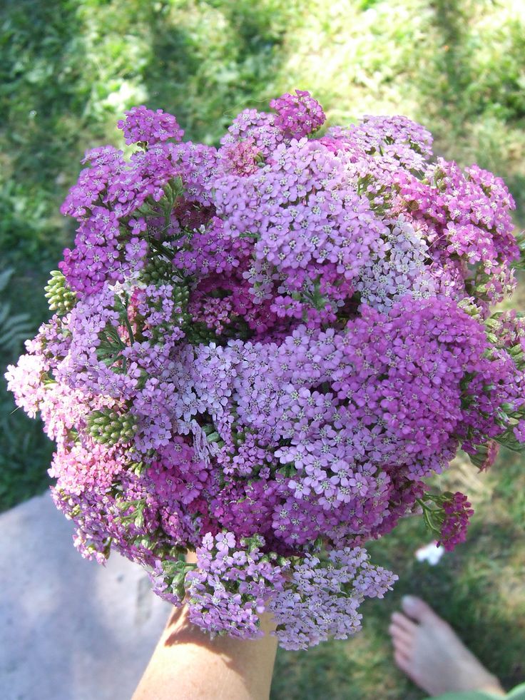 a person holding a bunch of purple flowers in their hand