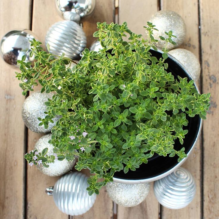 a potted plant sitting on top of a wooden table next to christmas balls and ornaments