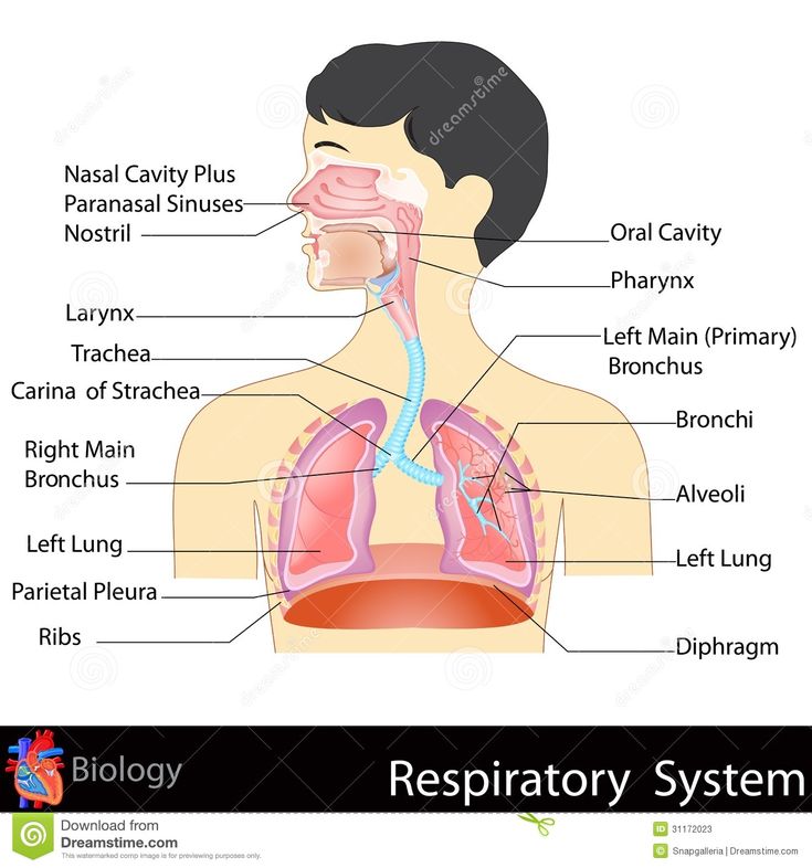 the anatomy of the human body and its major organs, including the neck, chest, lungs