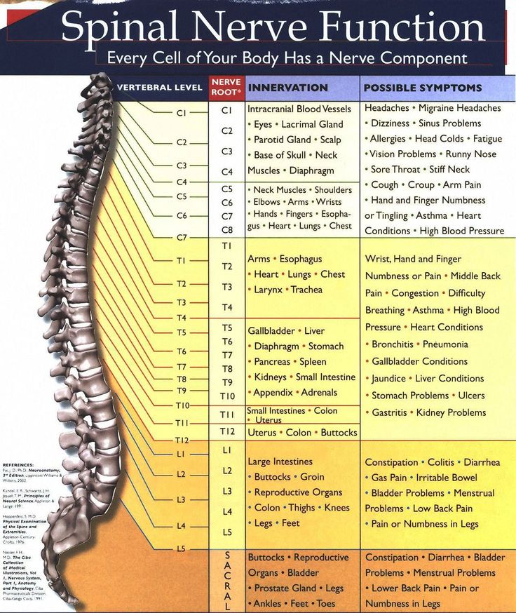 Nerve Root Distribution