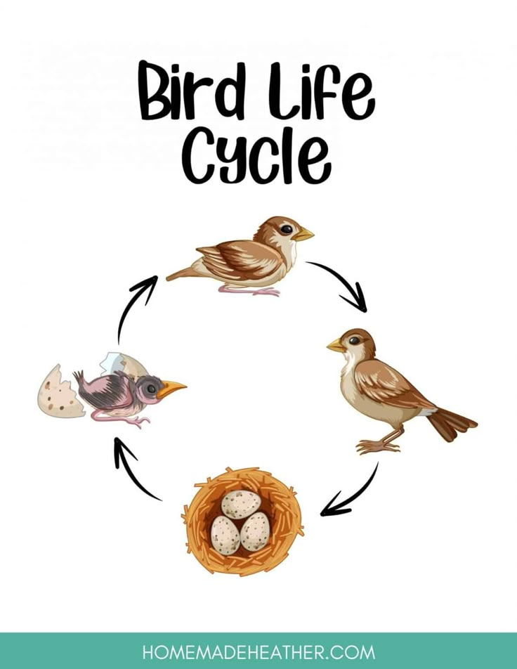 a bird life cycle with eggs in the nest