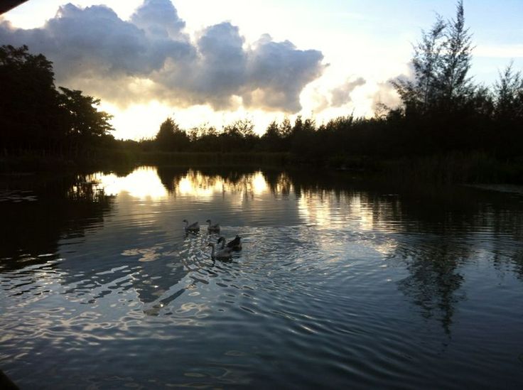 some birds are swimming in the water near trees and clouds at sunset or sunrise time