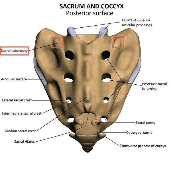 Sacrum Osteology Anatomy And Physiology, Leather Glove, Anatomy, Okay Gesture, Gloves, Leather