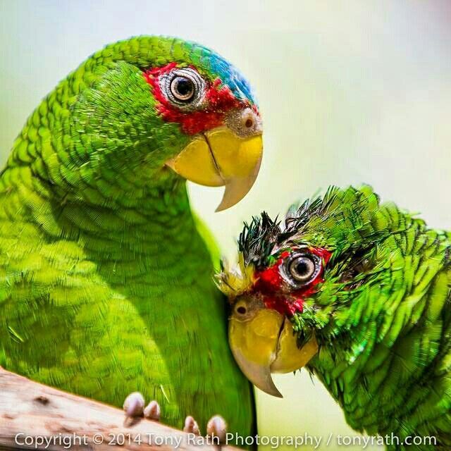 two green parrots are standing next to each other on a tree branch with their beaks touching