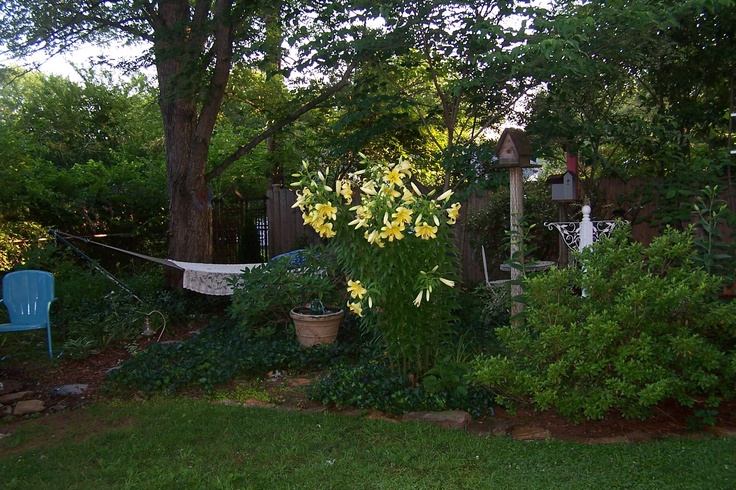 there is a hammock in the yard next to some trees and bushes with yellow flowers