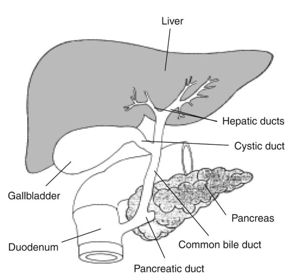 diagram of the liver and its functions