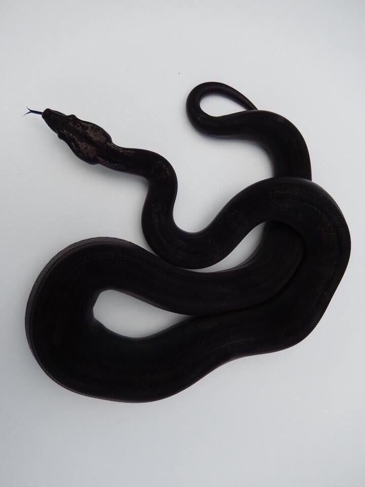 a black snake is shown on a white surface