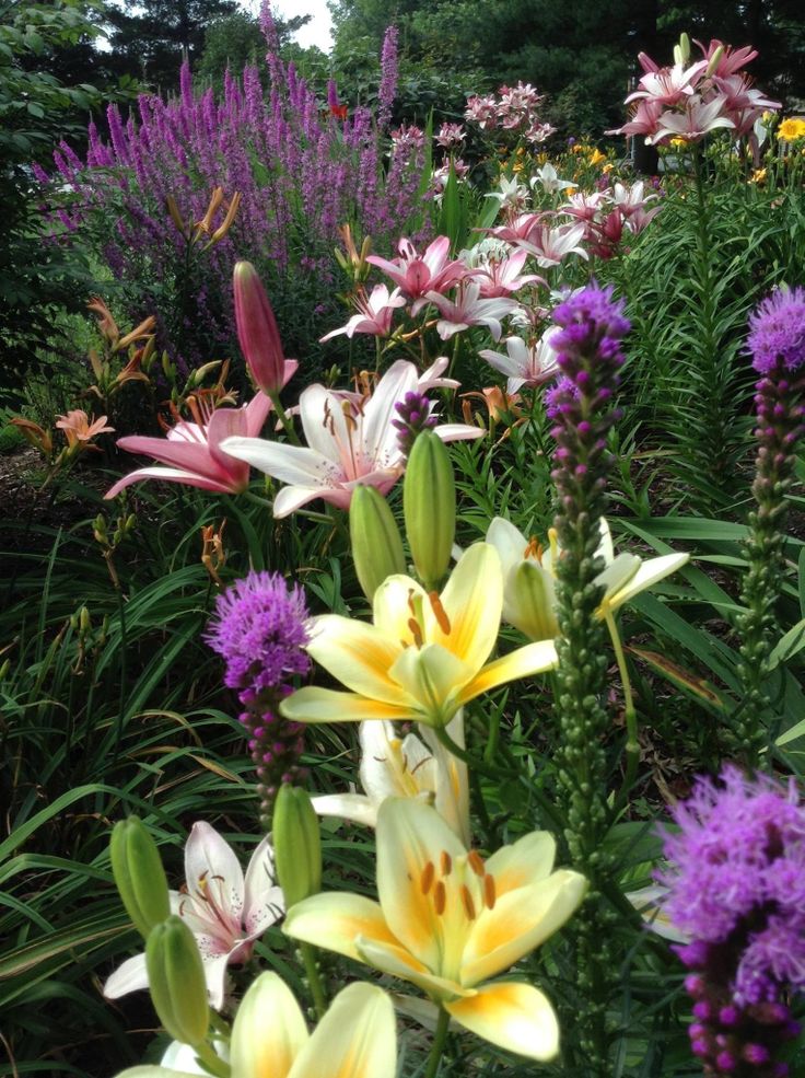 many different colored flowers in a field with purple and yellow flowers on the other side