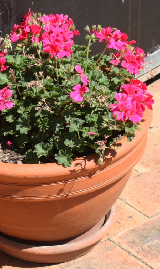 a potted plant with pink flowers sitting on a brick floor next to a door