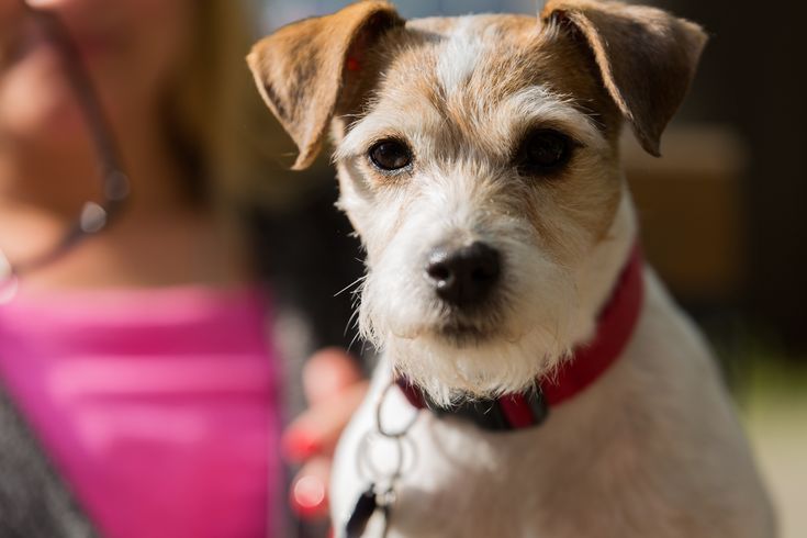 a brown and white dog standing next to a woman