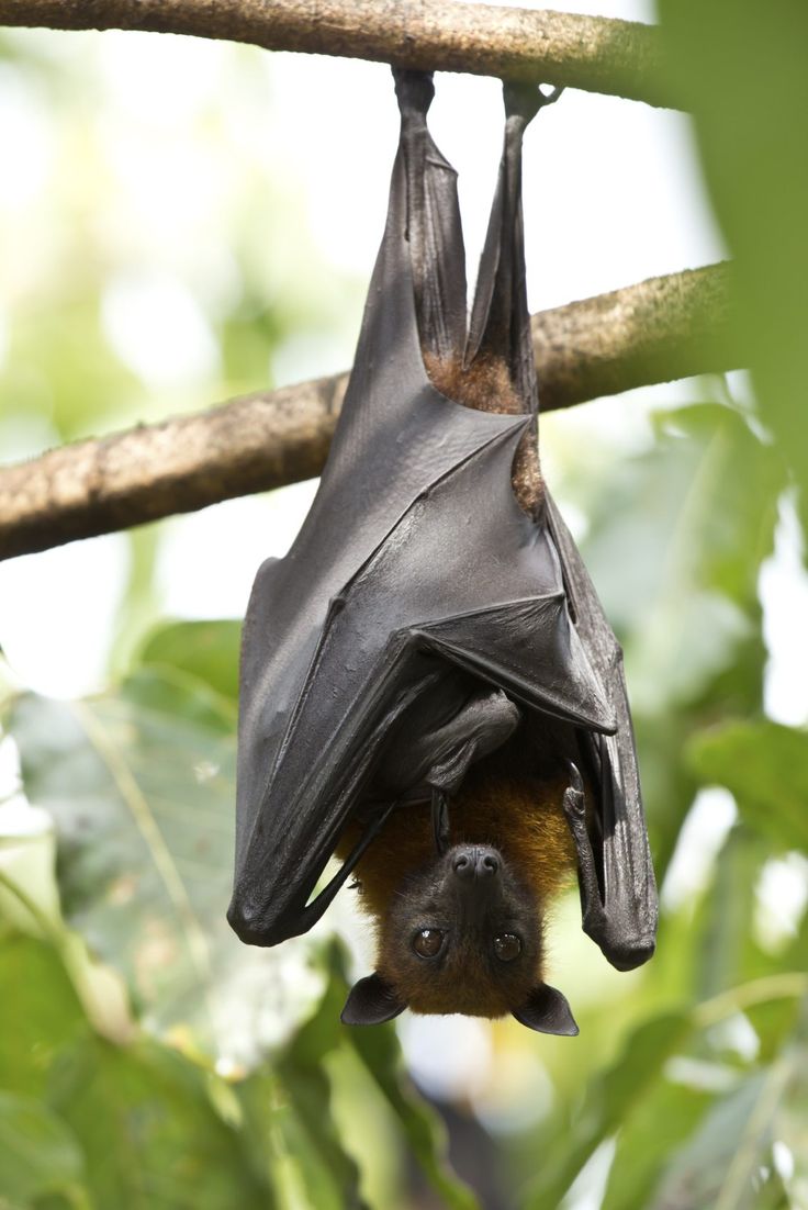 a bat hanging upside down on a tree branch