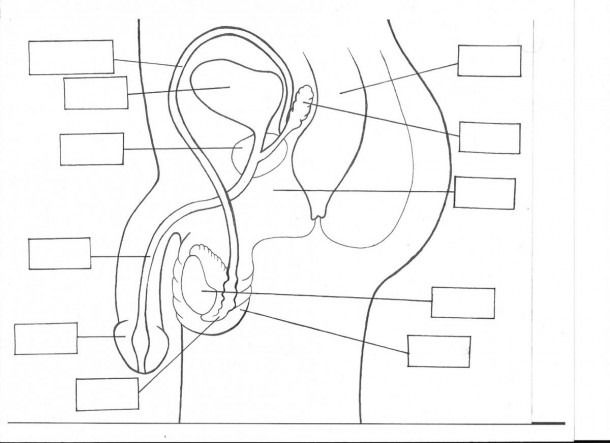 Female Anatomy Diagram Unlabeled image.