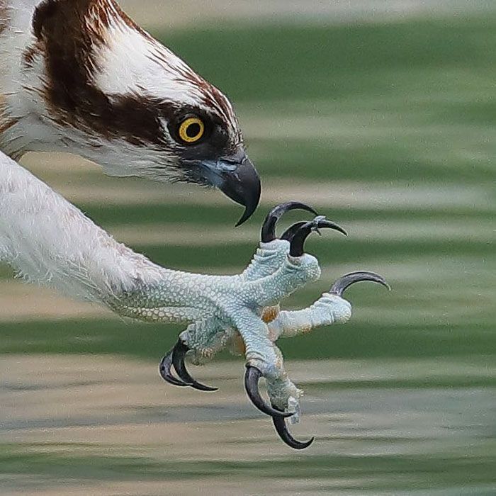 a bird is flying over the water with it's claws in its talons