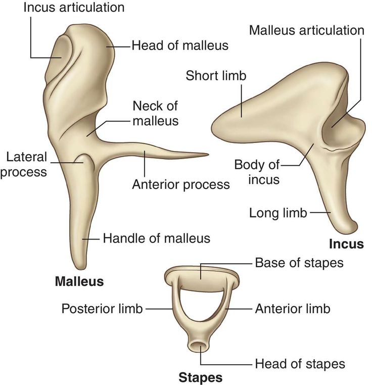 an image of the anatomy of the human ear