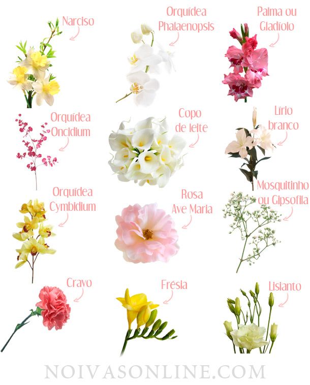 different types of flowers on a white background