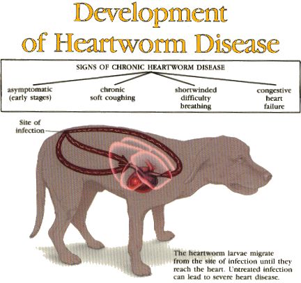 an illustrated diagram of the development of heartworm disease, with instructions on how to use it