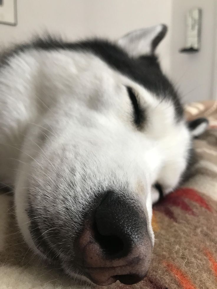 a black and white dog sleeping on top of a bed