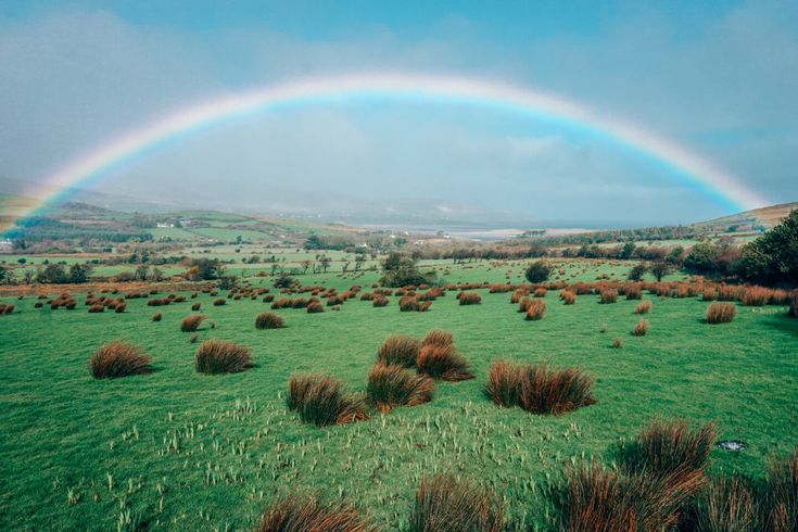 a rainbow in the sky over a green field with grass and bushes on it,