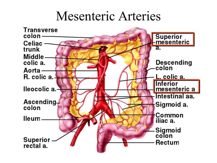 mesenteric vessels Gallery Sigmoid Colon, Free Worksheets, Radiology, Anatomy, Disease, Medicine, Coding, Illustrations