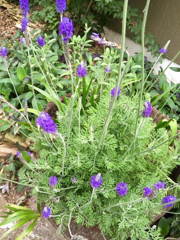 purple flowers and green leaves in a garden