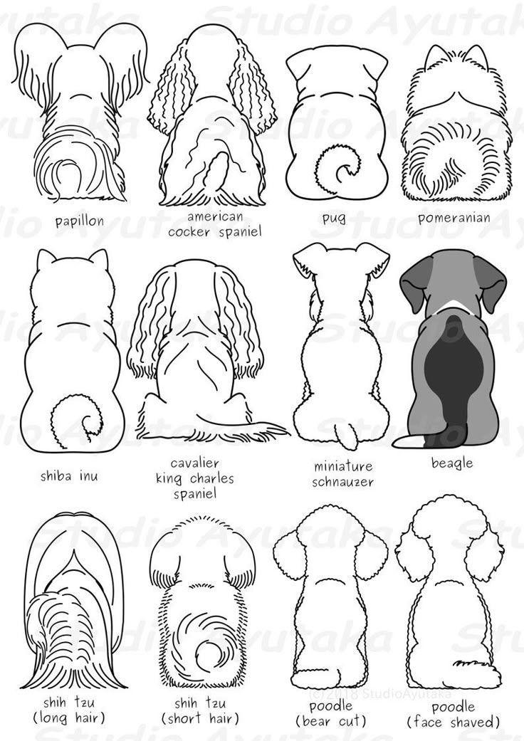 the different types of dogs that are in each dog's head and neck shape