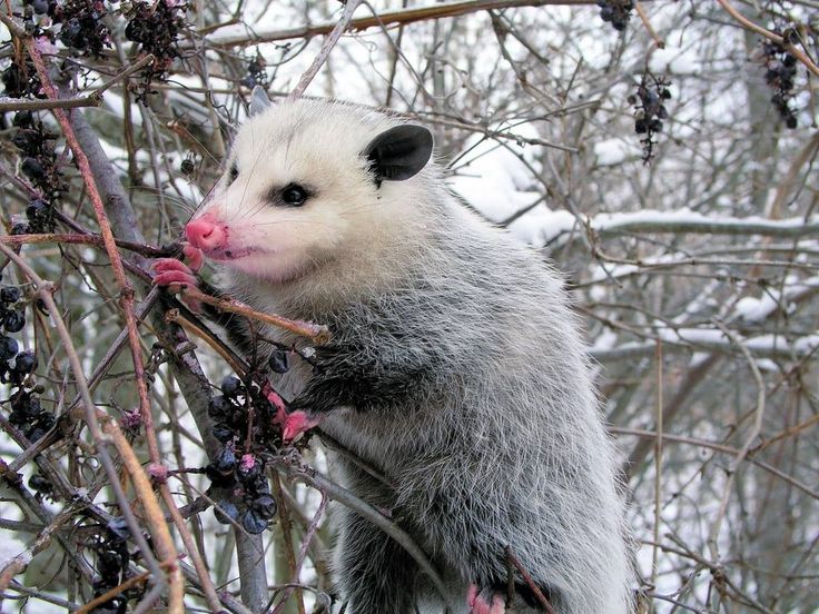 an opossmus hanging from a tree branch with berries on it