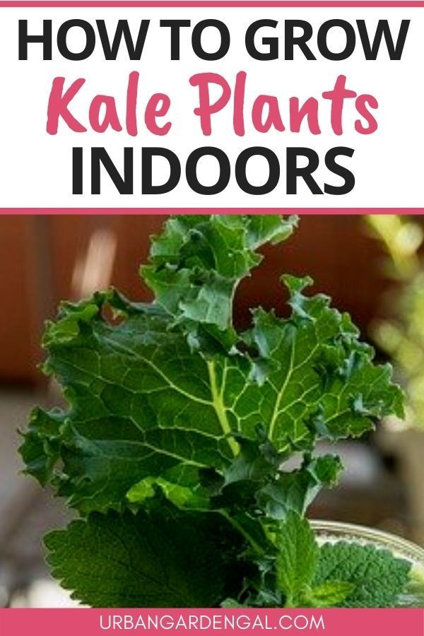 a close up of a plant with text overlay reading how to grow kale plants indoors