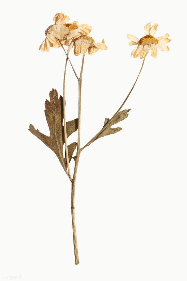 two yellow flowers are shown against a white background