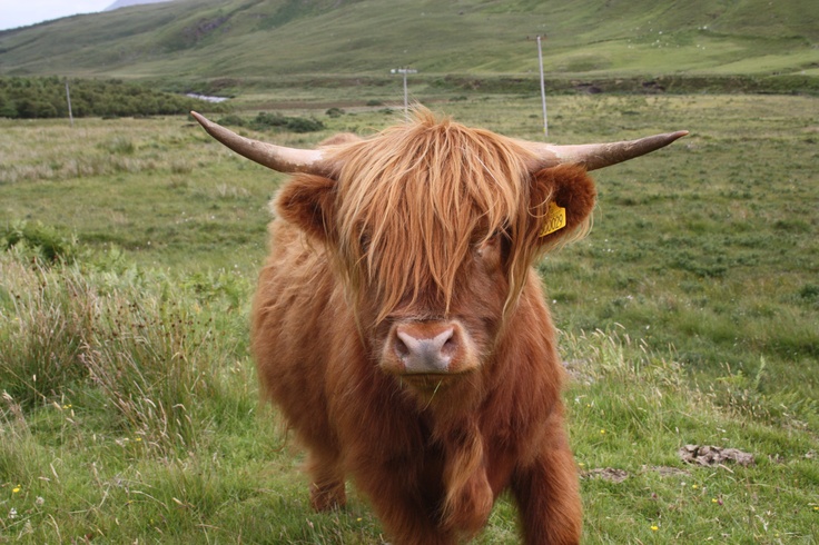 two brown cows sitting in the grass with long horns on their heads and one is looking at the camera