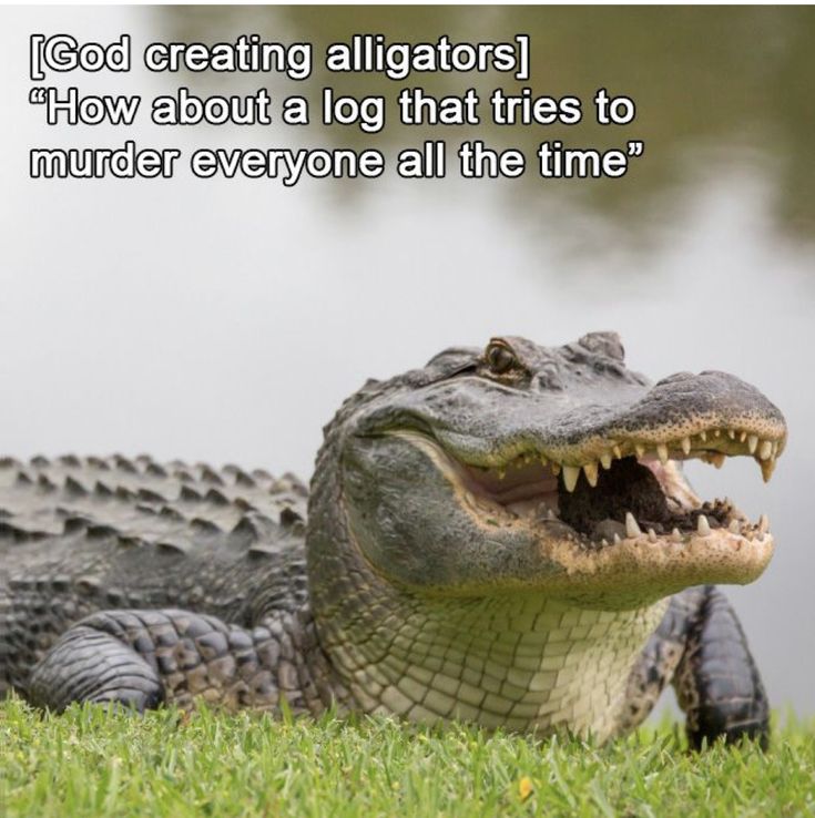 Crocodile Funny, Christian Humor, Christian Memes, Happy Things, Funny As Hell, Funny Animal Memes, Bird Photography, Funny Pins, Animal Memes