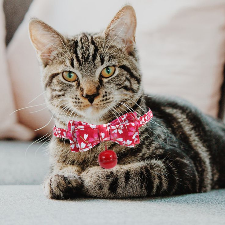 a cat wearing a red bow tie laying on the floor