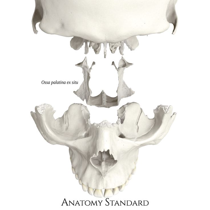 the bones of an animal are shown in three different views, including one showing its lower jaw