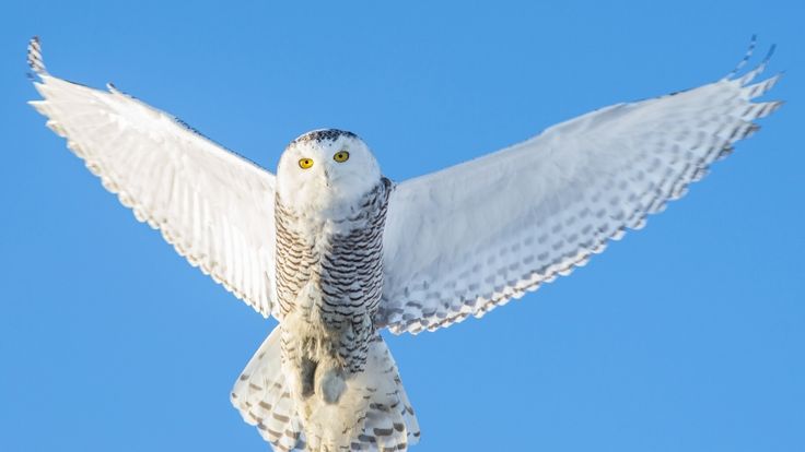 an owl flying through the air with its wings spread