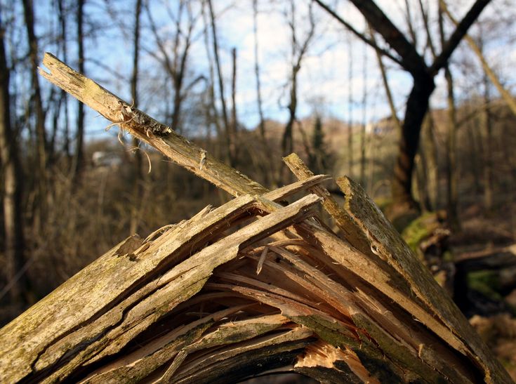 a piece of wood that is sitting in the woods