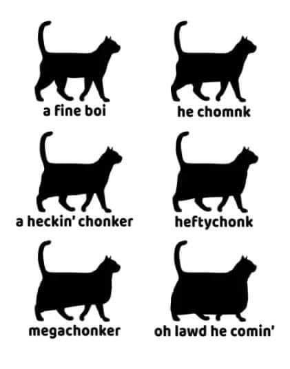 four different types of cats with the words, cat names and their respective silhouettes