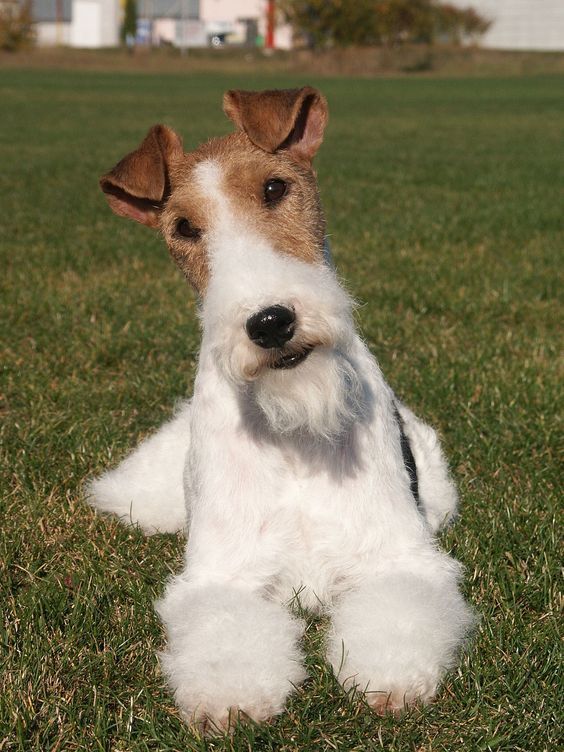 a small white and brown dog laying on top of a green grass covered field with a house in the background