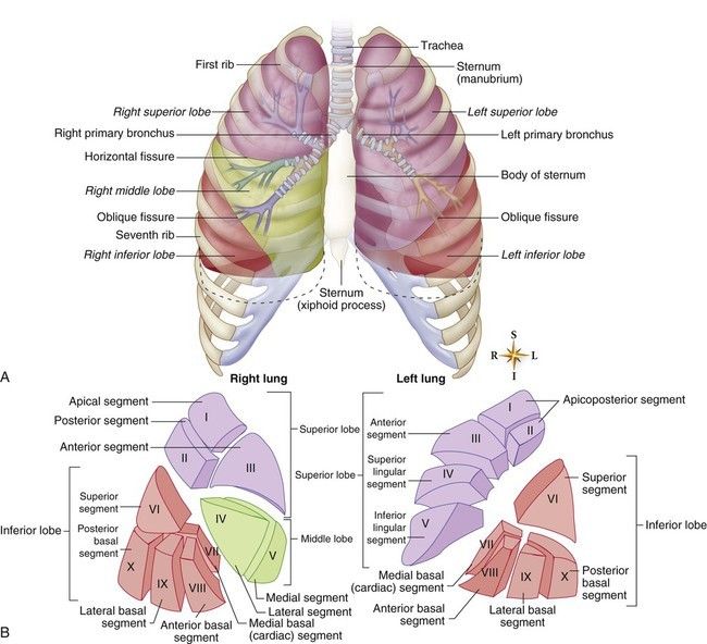 Pin by Stuart Best - Personal Trainer on Clinical Methods | Lung lobes ...