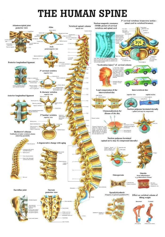 The Human Spine Laminated Anatomy Chart Human Skull Anatomy, Anatomy Chart, Skull Anatomy, Human Spine, Spinal Nerve, Anatomy Models, Skeletal System, Spine Health, Medical Anatomy