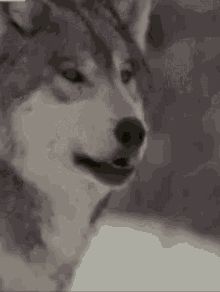 Wolves Chill GIF - Wolves Chill White Wolf - Discover & Share GIFs ...