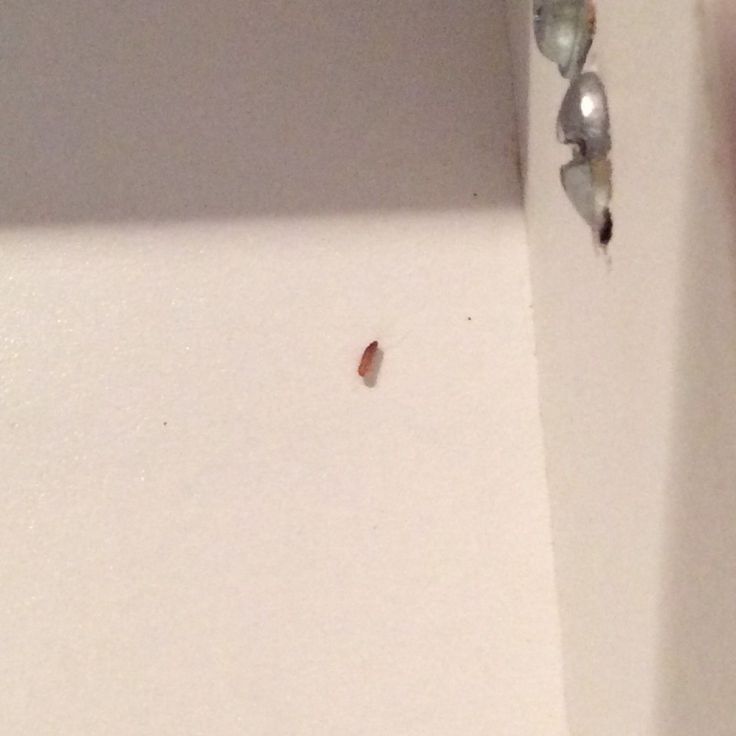 the corner of a bathroom wall with a bug crawling on it's left side