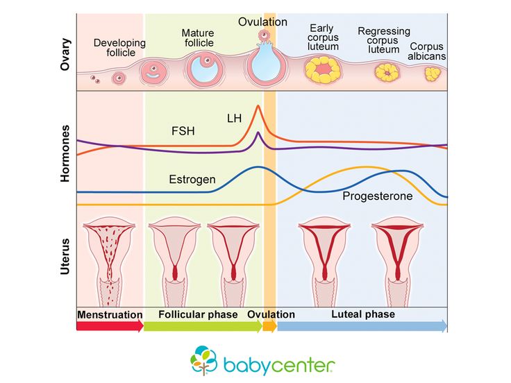 the diagram shows different stages of fertition