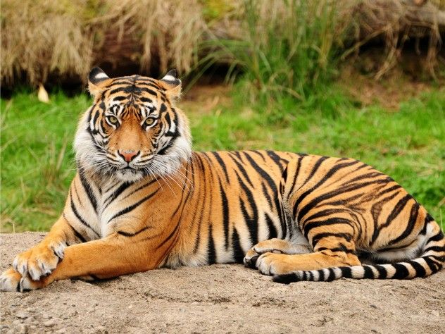 a tiger laying down on top of a rock next to a yellow and brown wall