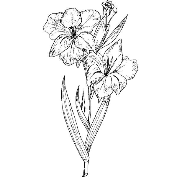 gladiolus Purple Gladiolus Flower, Gladiolus Drawing, Gladiolus Flower Drawing, Purple Gladiolus, Gladiolus Flower Tattoos, Gladiolus Tattoo, Flower Tattoo Stencils, Flower Tattoo Drawings, Gladiolus Flower